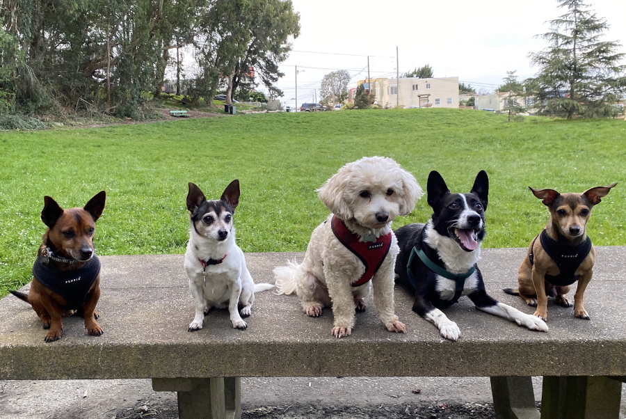 Five small dogs lying calmly on a table in a park and looking at the camera