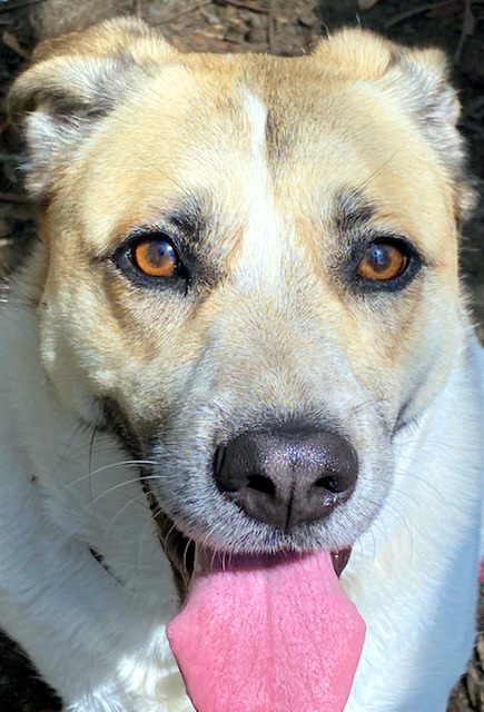 A dog looking gently up at the camera, with his tongue out