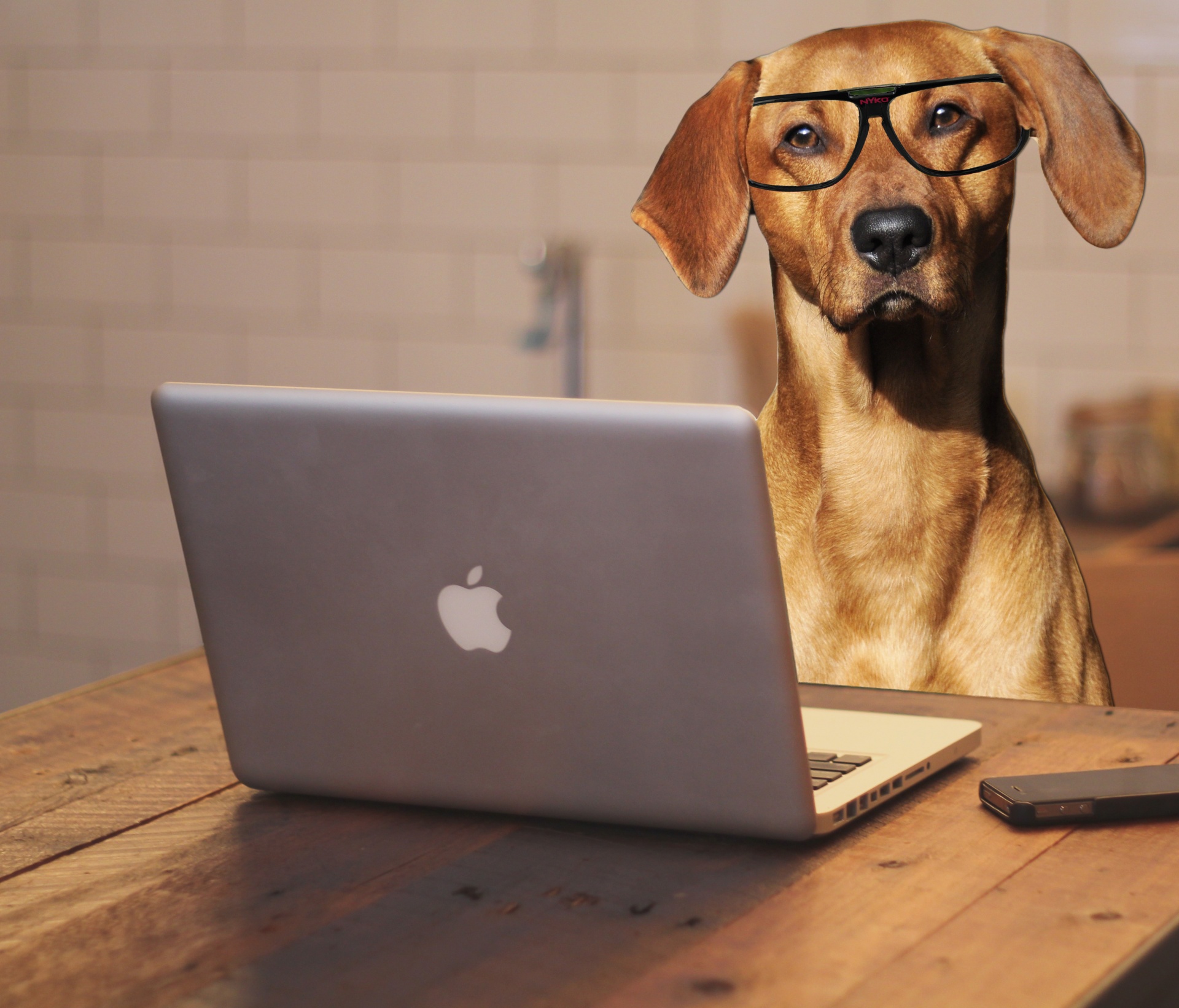 Dog wearing glasses and working on a laptop