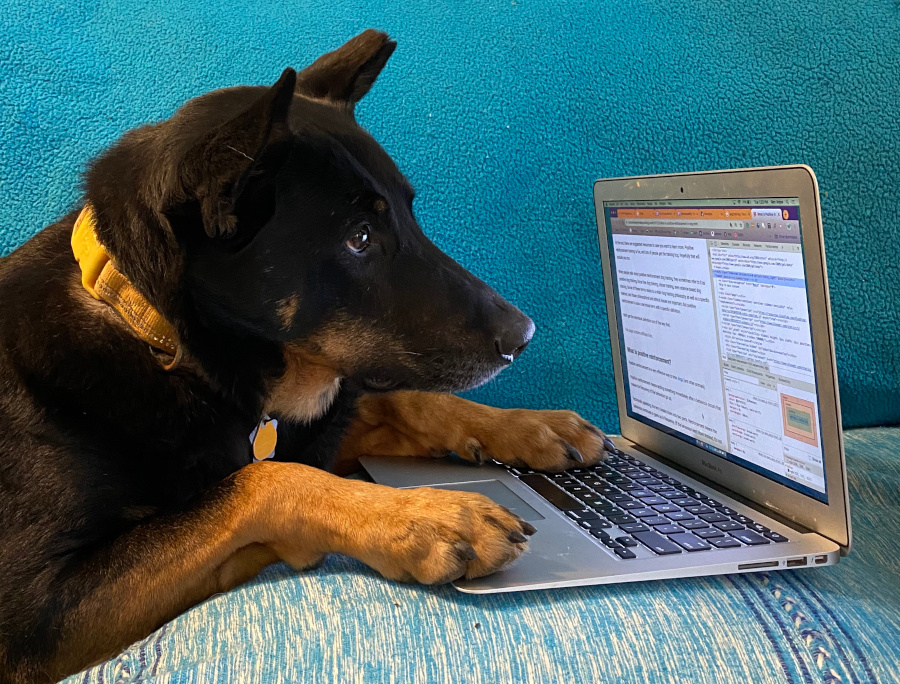 Black and brown dog working on a laptop
