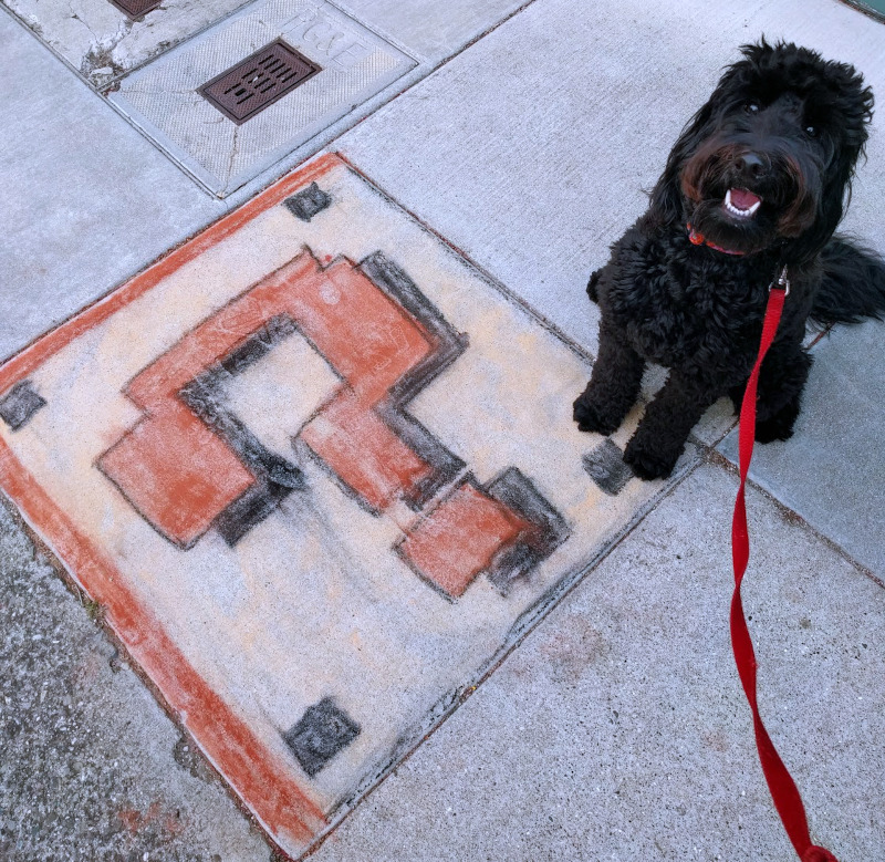Black dog sitting next to a chalk drawing of a Mario-styled question mark on the sidewalk
