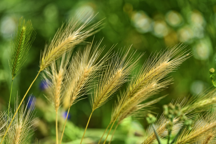 Foxtail barley weeds