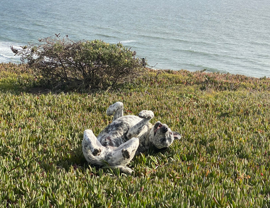 A dog rolling happily in the grass