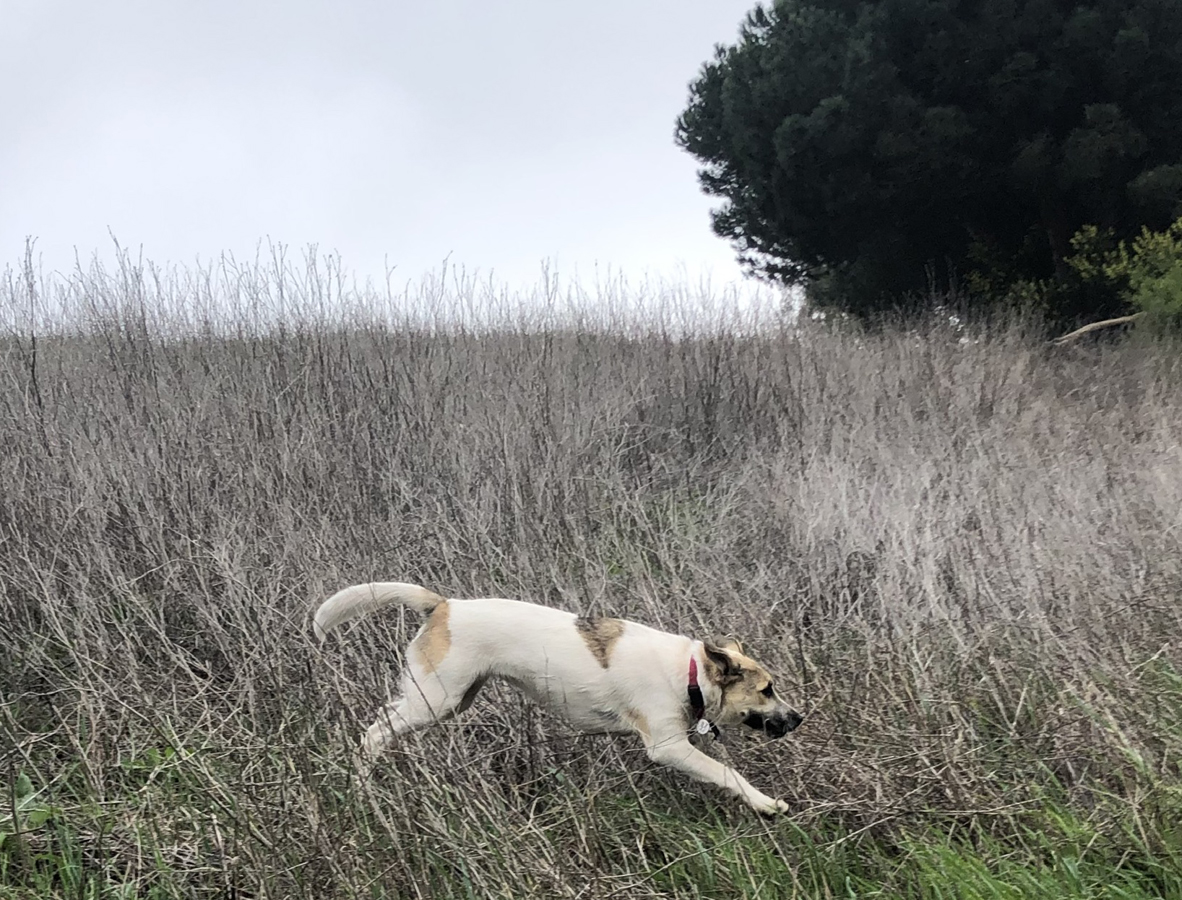 A dog jumping through tall brush