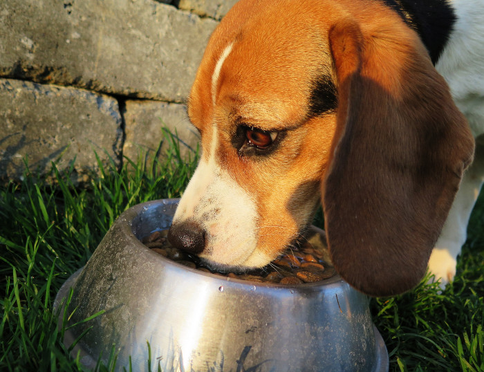 Beagle eating kibble out of a metal bowl.