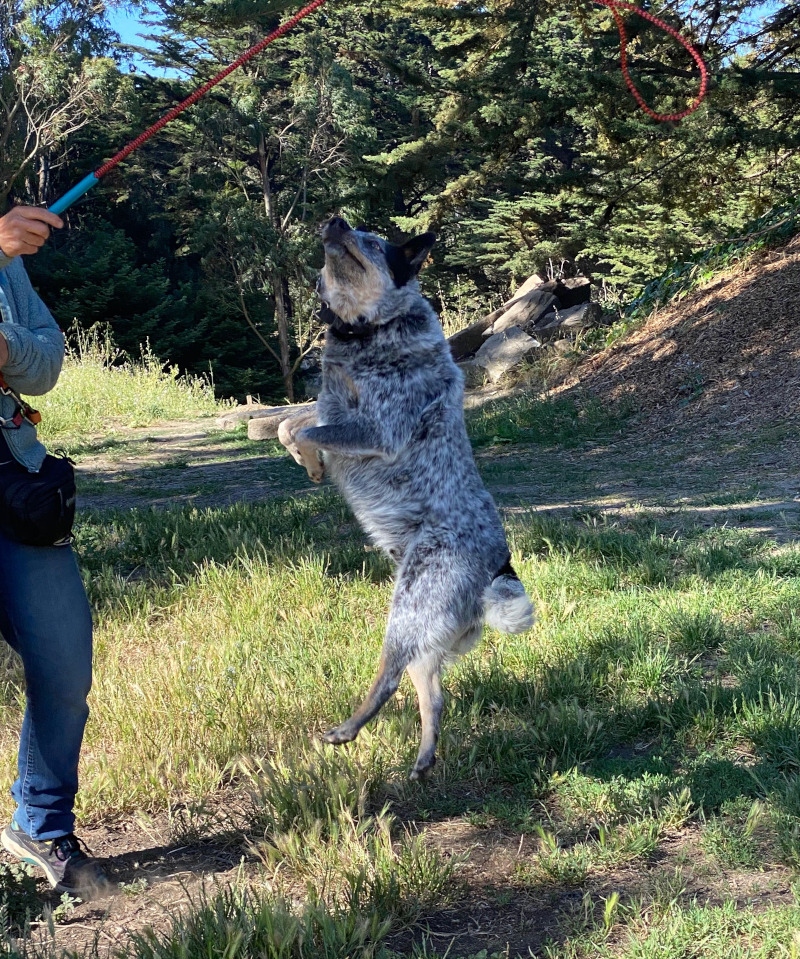 A dog jumping into the air, trying to catch the toy on the end of a flirt pole.