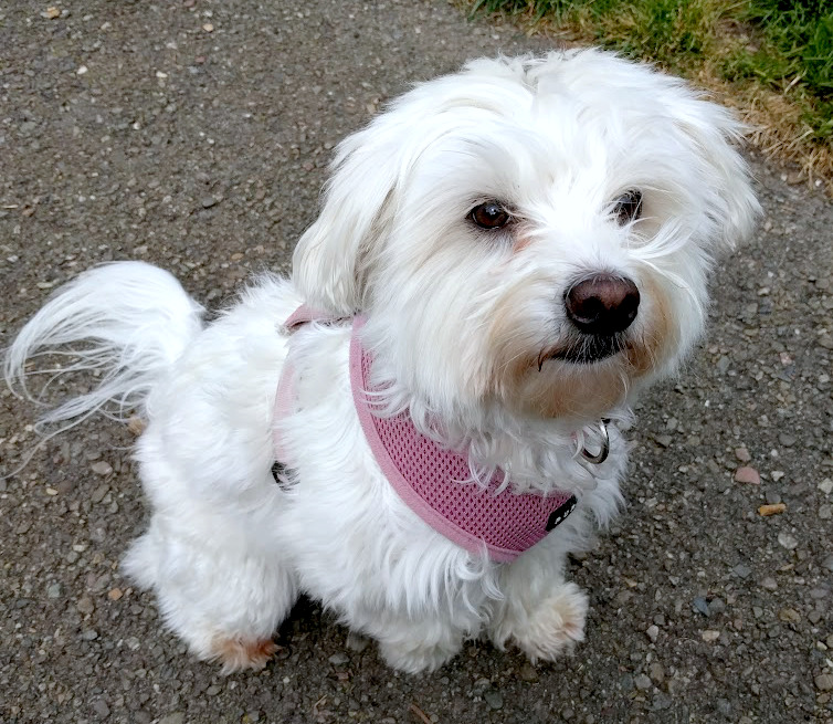 A small white dog raising it's paw to ask for some pets.