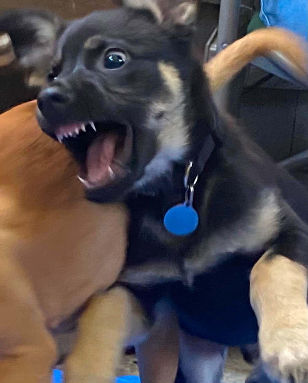 A photo of a puppy wrestling