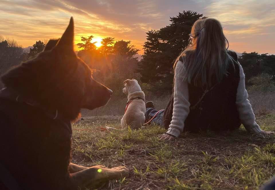 Two dogs and their owner sitting and enjoying the sunset together