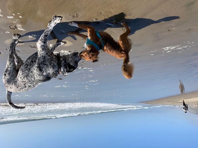 Two dogs greeting each other and inviting each other to play