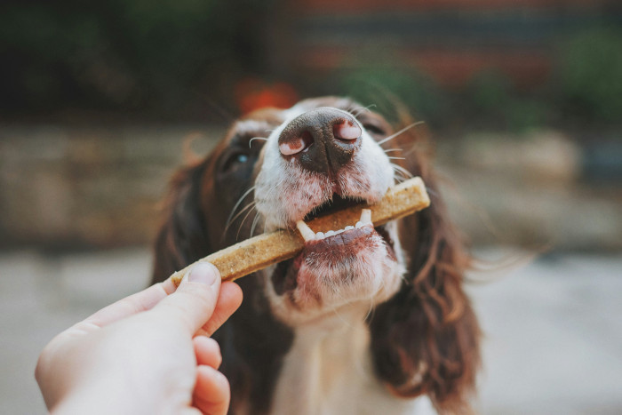 Spaniel being given a treat by someone