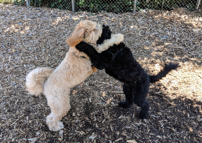 Two dogs play fighting in a park
