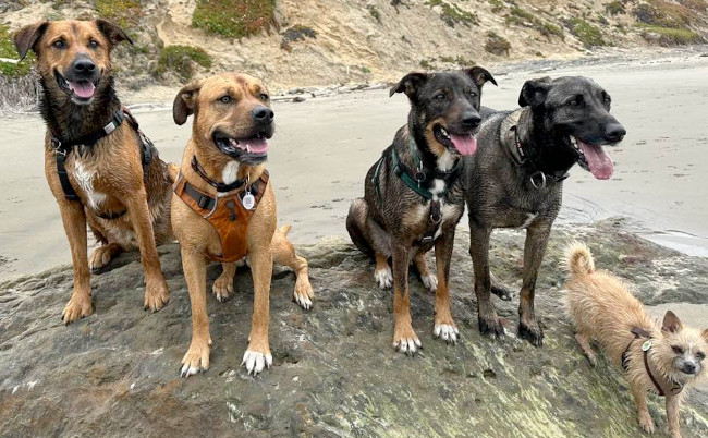 5 dogs sitting on a rock at the beach