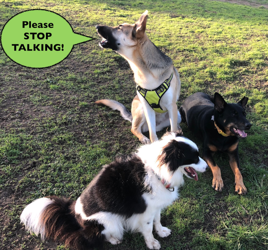 Three dogs playing in a field with one asking the humans to 'Please STOP TALKING!'