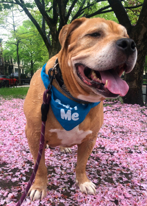 Brown pitbull wearing a blue 'Adopt me!' vest