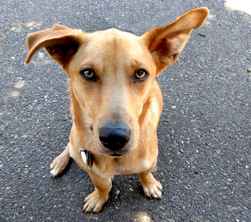 A small brown dog with huge ears staring up at the camera