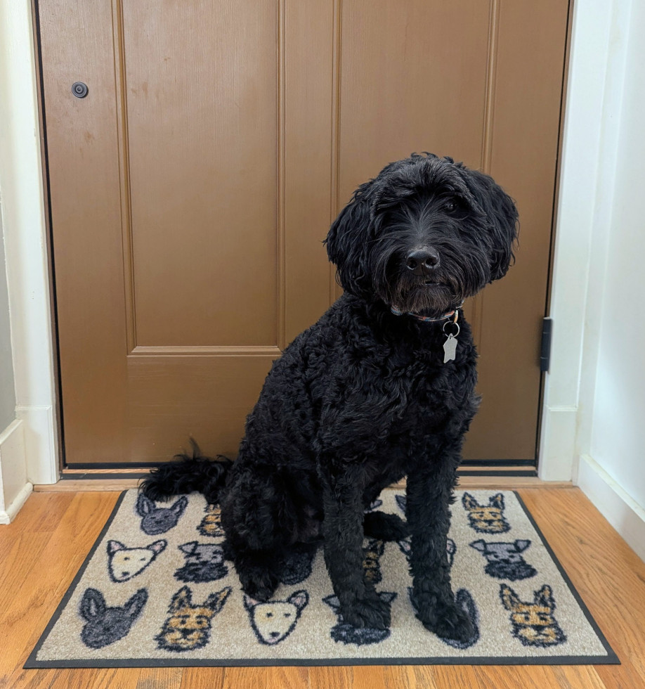 An image of a dog sitting in an open doorway.