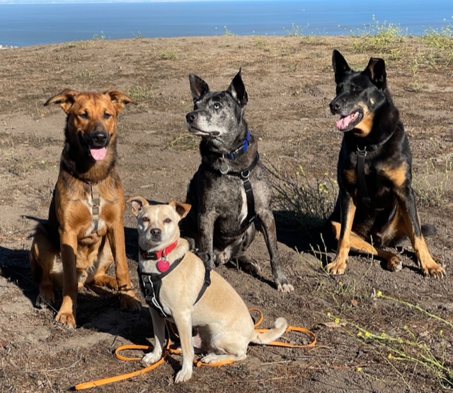 Four dogs sitting together on a hilltop