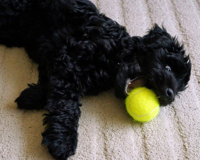 Black puppy playing with a tennis ball