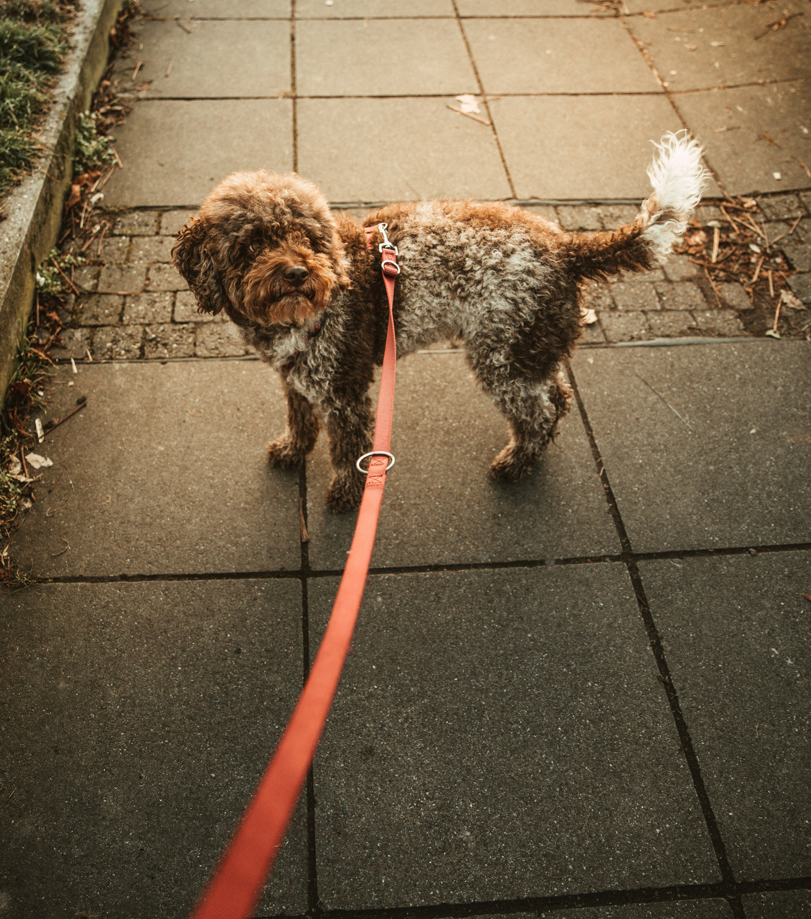 An image of a dog wearing a harness and being walked using a long leash