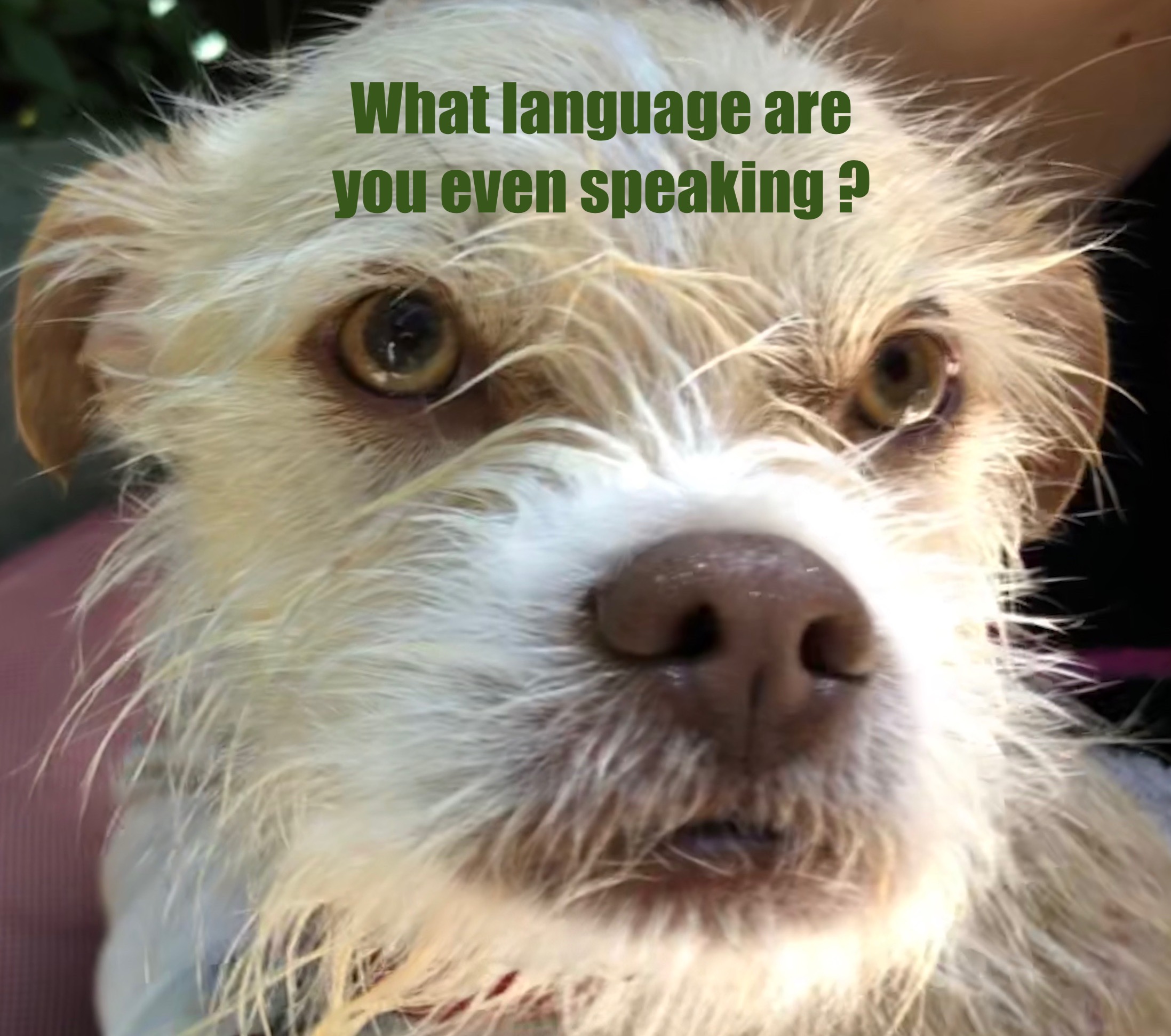 Confused looking dog with the caption 'What language are you even speaking?'