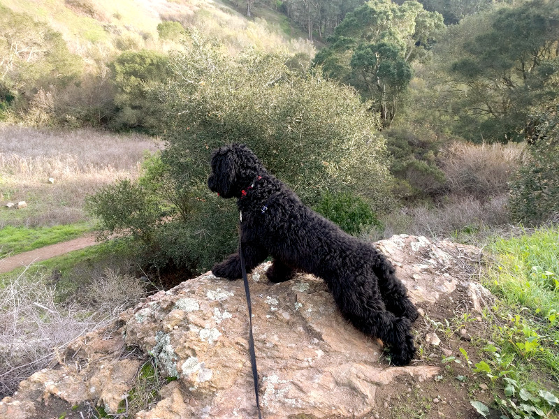 Dog on a long leash overlooking a canyon