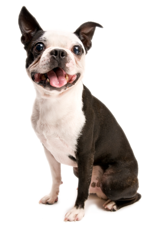 Dog Owner photo of a Boston Terrier sitting