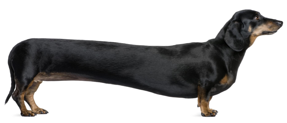 A picture of a dachshund